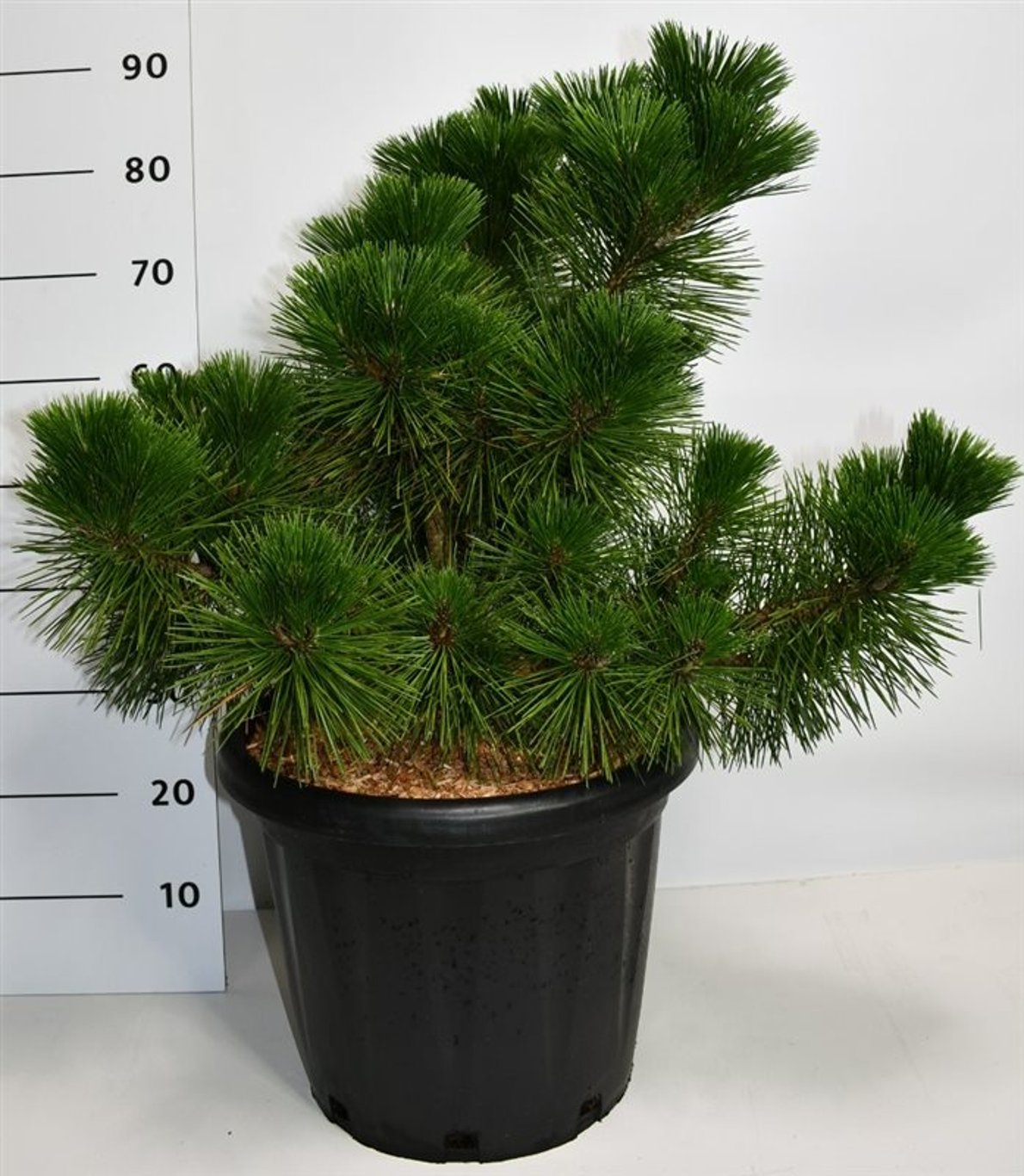 Pinus thunbergii 'Thunderhead' - C25 50-60 CM